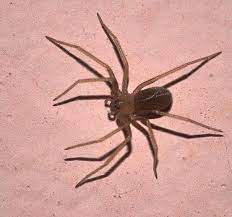 Ragno violino, Giardini in apprensione