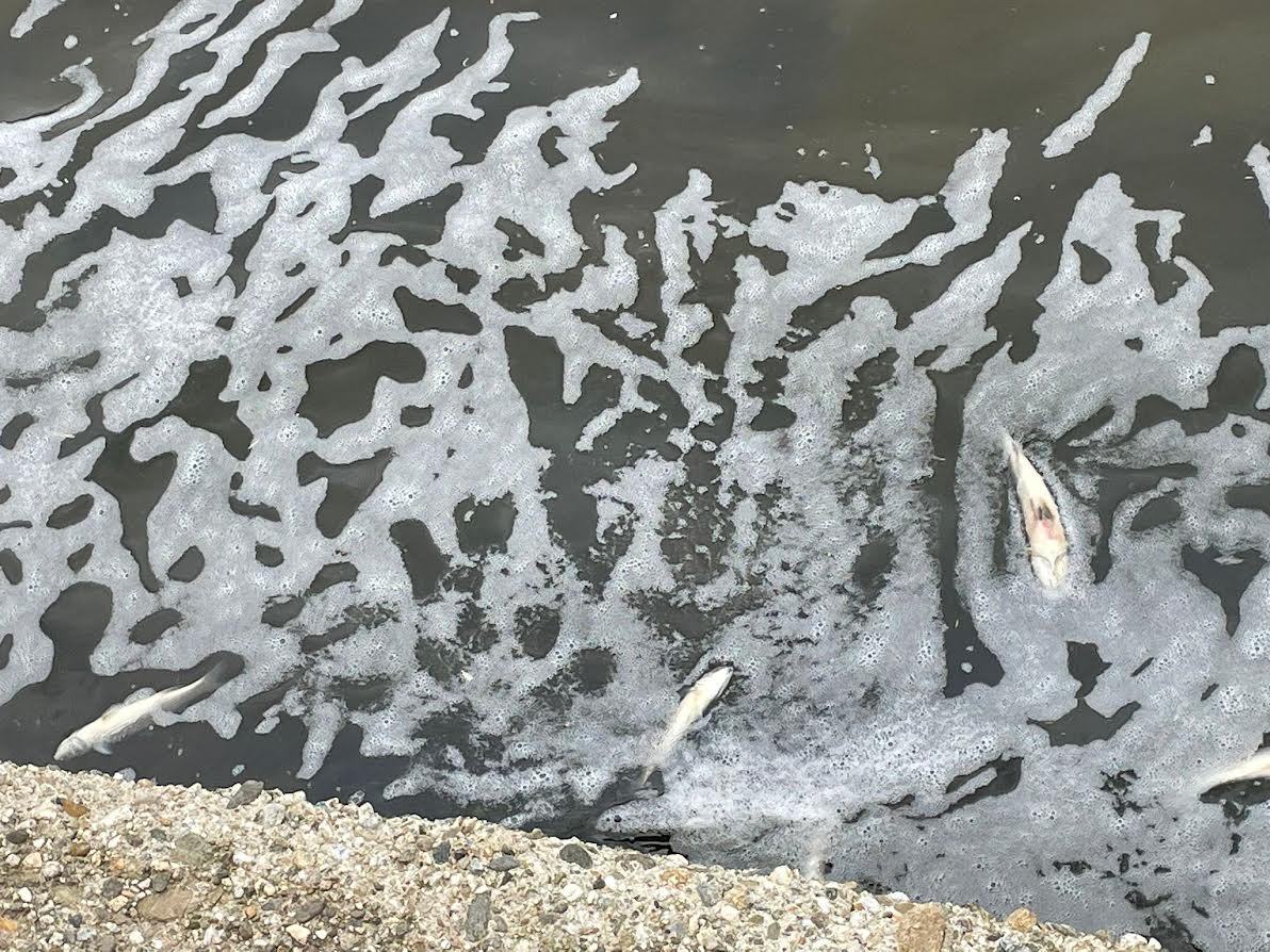 Allarme: morìa di pesci al lago di Ganzirri