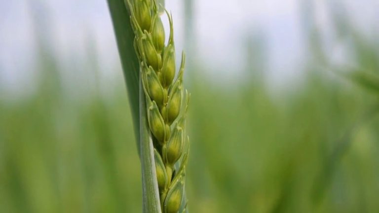 Riso, nel 2022 vince quello certificato