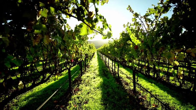 Imprese, sempre più giovani scelgono l’agricoltura