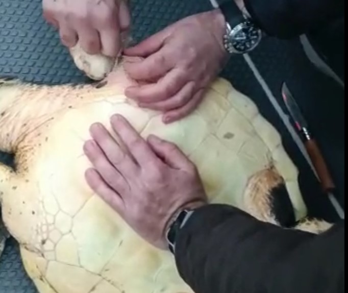 Ferita e impigliata nella rete, “Caretta Caretta” salvata in extremis