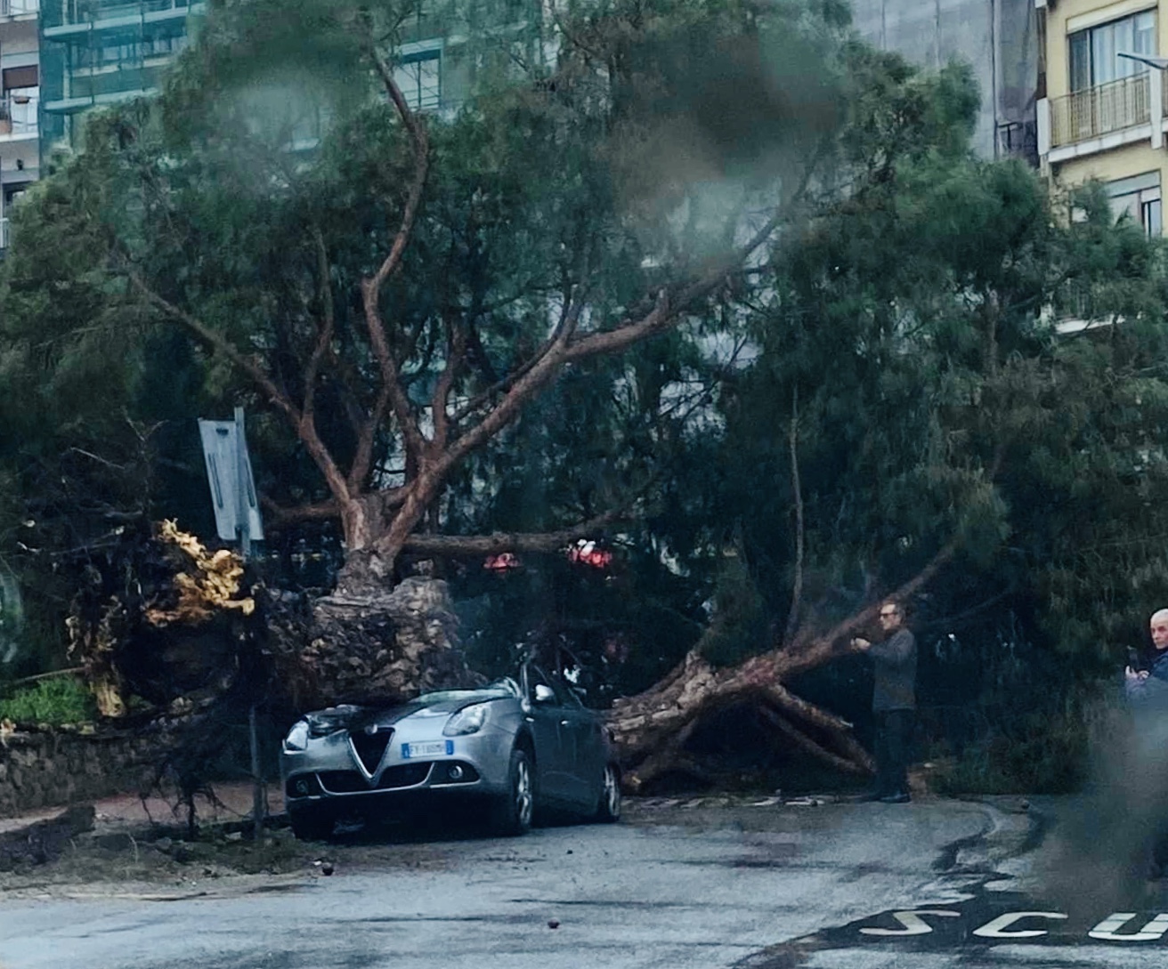 Tragedia sfiorata, si schianta un pino