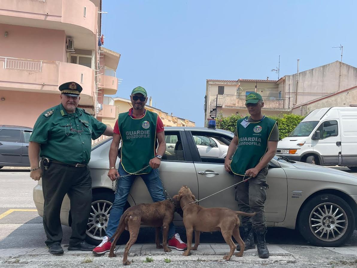 Catturati 2 pericolosi pitbull dalle guardie ecozoofile
