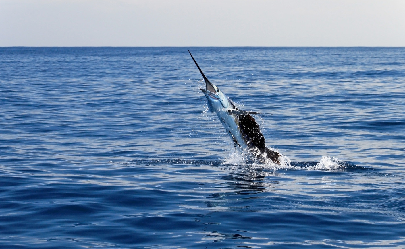 “Messina Fish”… ma con poco pesce