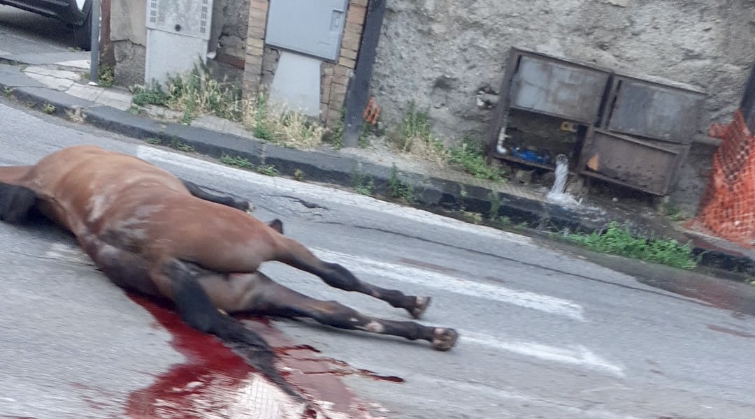 Orrore, trovato cavallo morto a Messina