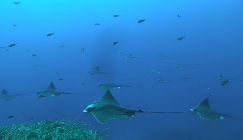 Nuove aree per squali e razze, docente UniPa nel team di 160 ricercatori