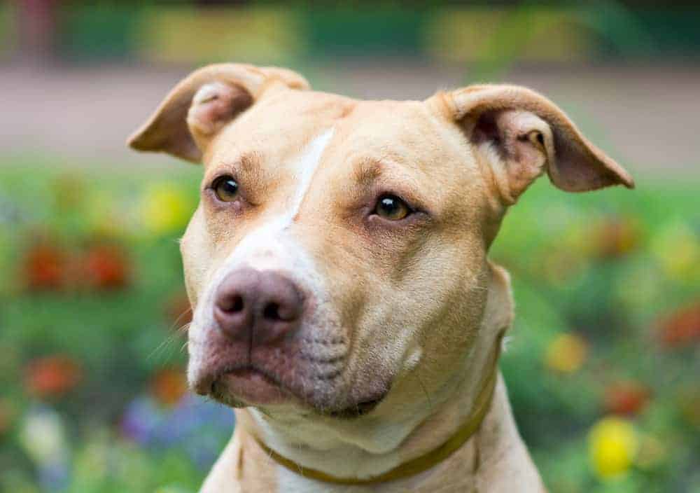 Cane accoltellato, AIDAA: “Pene più severe”