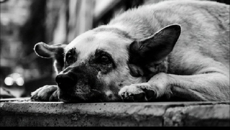 Adotta un cane, iniziativa di LNDC al “Millemusi”