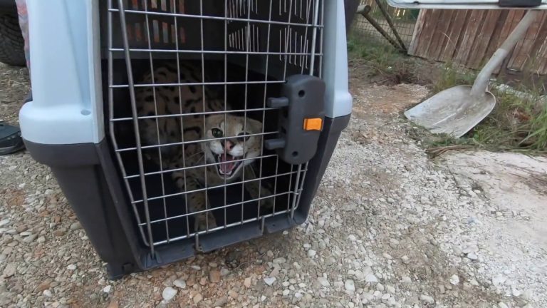 Carabinieri, il calendario CITES 2025 dedicato al Sud America