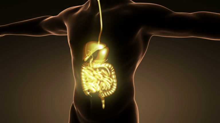 Sistema nervoso autonomo, l’interfaccia tra corpo e cervello