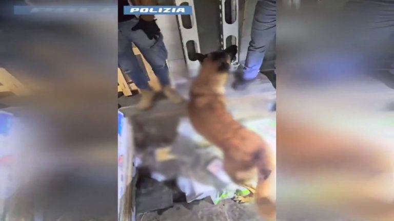 Traffico di droga nella piana Gioia Tauro, sequestrati 137 kg cocaina