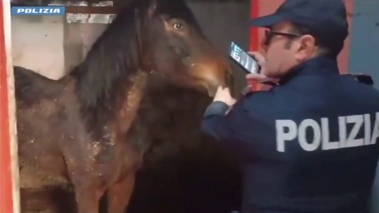 In salvo cavalla pronta per la macellazione, una denuncia a Catania