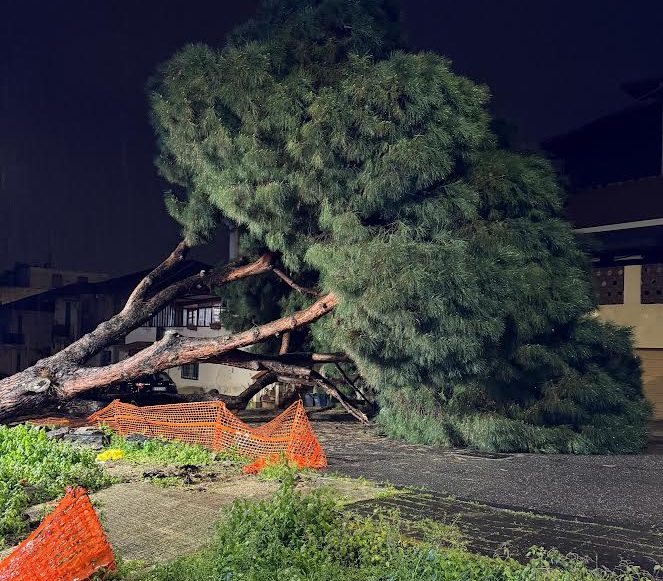 Paura nella notte, albero si schianta su un’abitazione