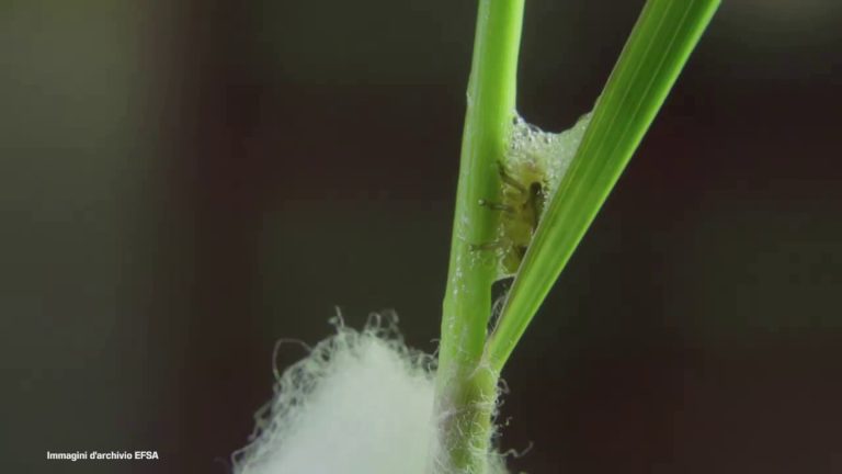 Efsa, sempre più piante colpite da Xylella