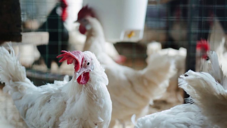 Aviaria, la FAO lancia un allarme per rafforzare la sicurezza