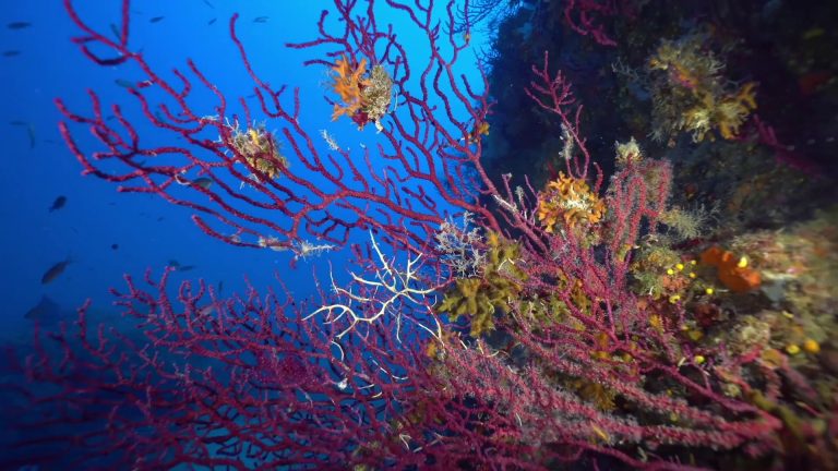 Marevivo, al via la campagna “MedCoral Guardians”