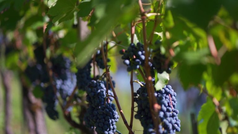 Vino, l’Ue lancia un piano di aiuti per il settore