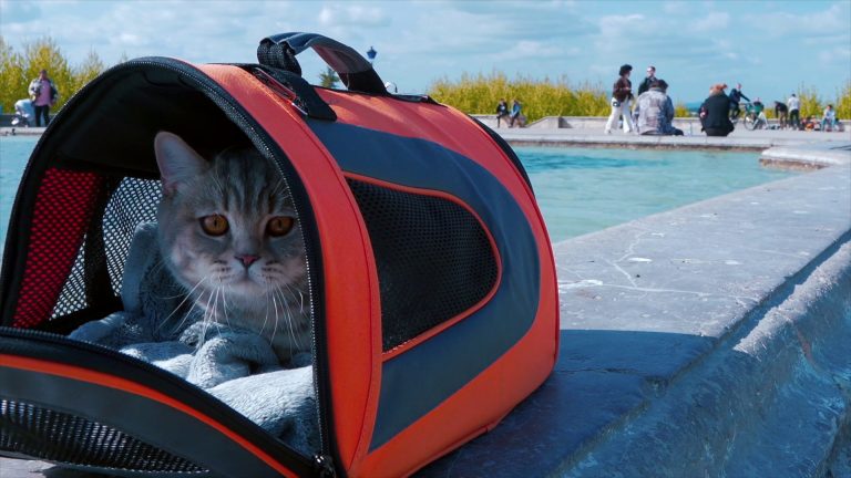 Viaggi in aereo, diventa più facile portare gli animali in cabina