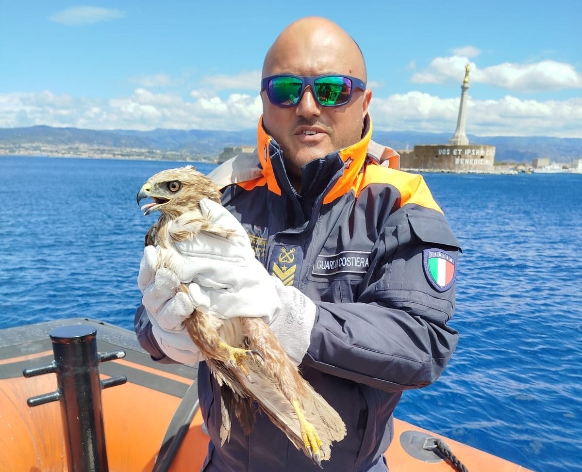 La Capitaneria di Messina salva una poiana in difficoltà