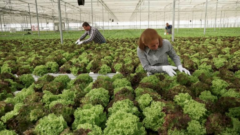 Agroalimentare, performance economica stabile nel IV trimestre 2024