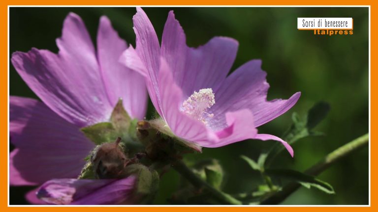 Sorsi di Benessere – Una tisana rilassante e salutare con la malva