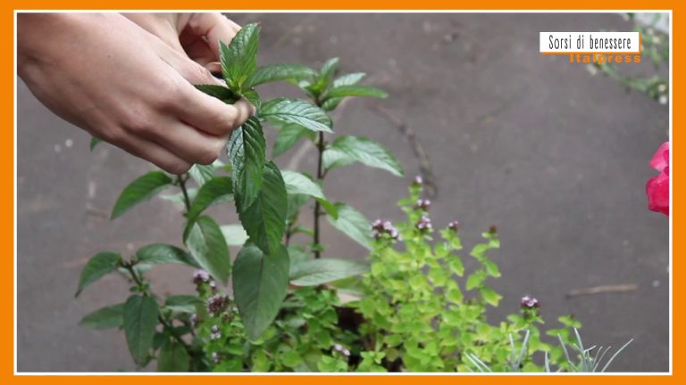 Sorsi di Benessere – Il tè marocchino per iniziare bene la giornata