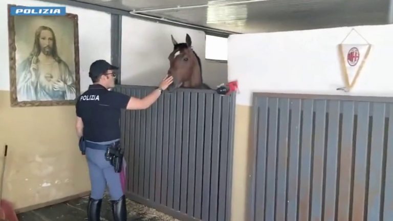 Cavallo in spazi non idonei, a Catania sanzionato gestore stalla
