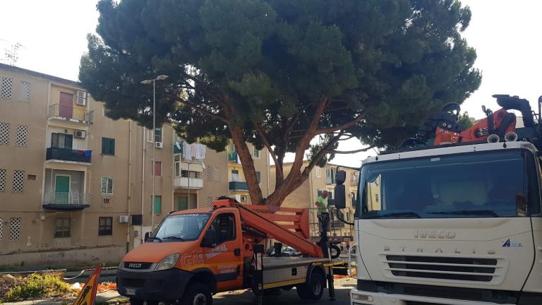 San Matteo, eliminati alberi pericolanti, Bucalo: “Grazie a Minutoli”
