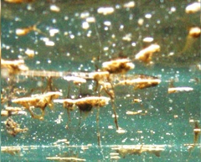 Alga tossica, Asp: “Nessun allarme nelle nostre coste”