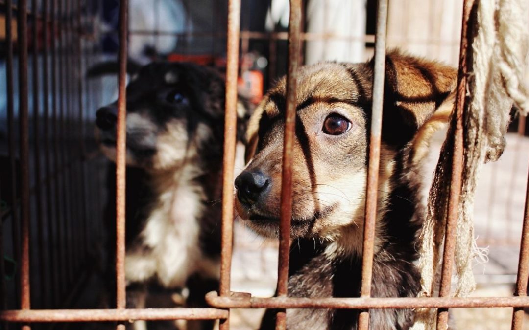 “TARI più leggera per chi adotta un cane”: M5S rilancia la proposta