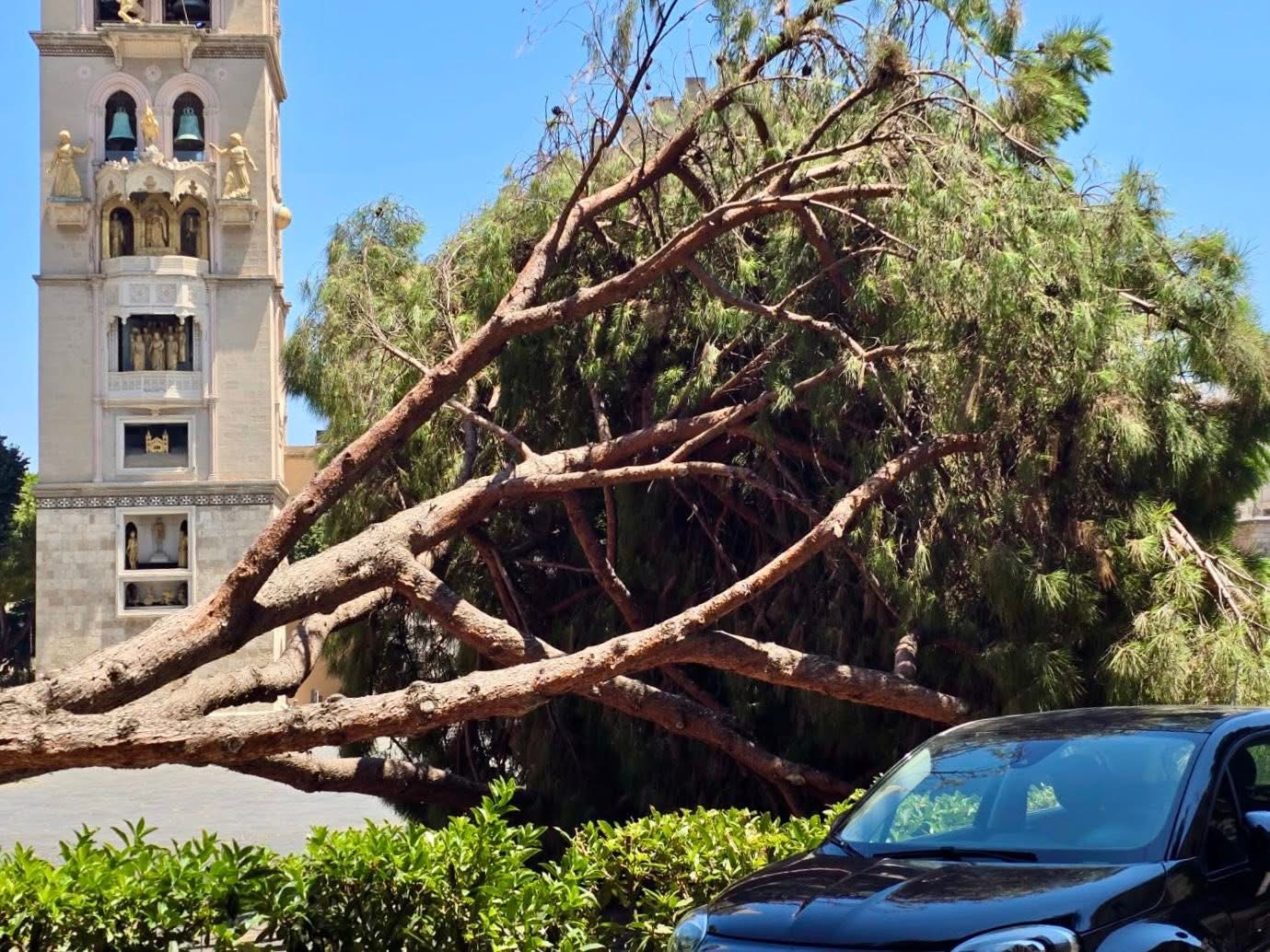 Schianto alberi, in campo Legambiente
