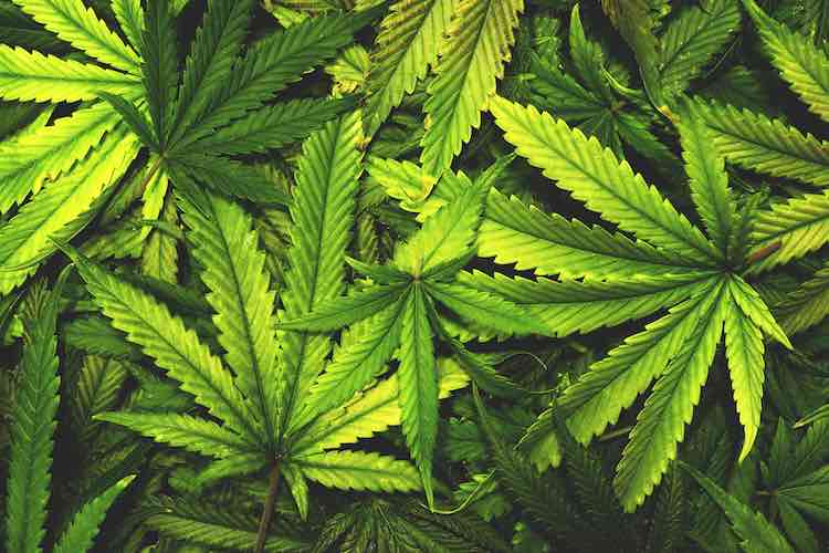 UniMe: convegno sulla “cannabis”