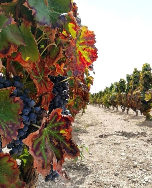 Sicilia, scatta la festa della vedemmia