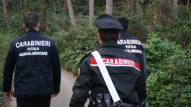 Truffa UE, ingente sequestro ai danni di allevatori messinesi