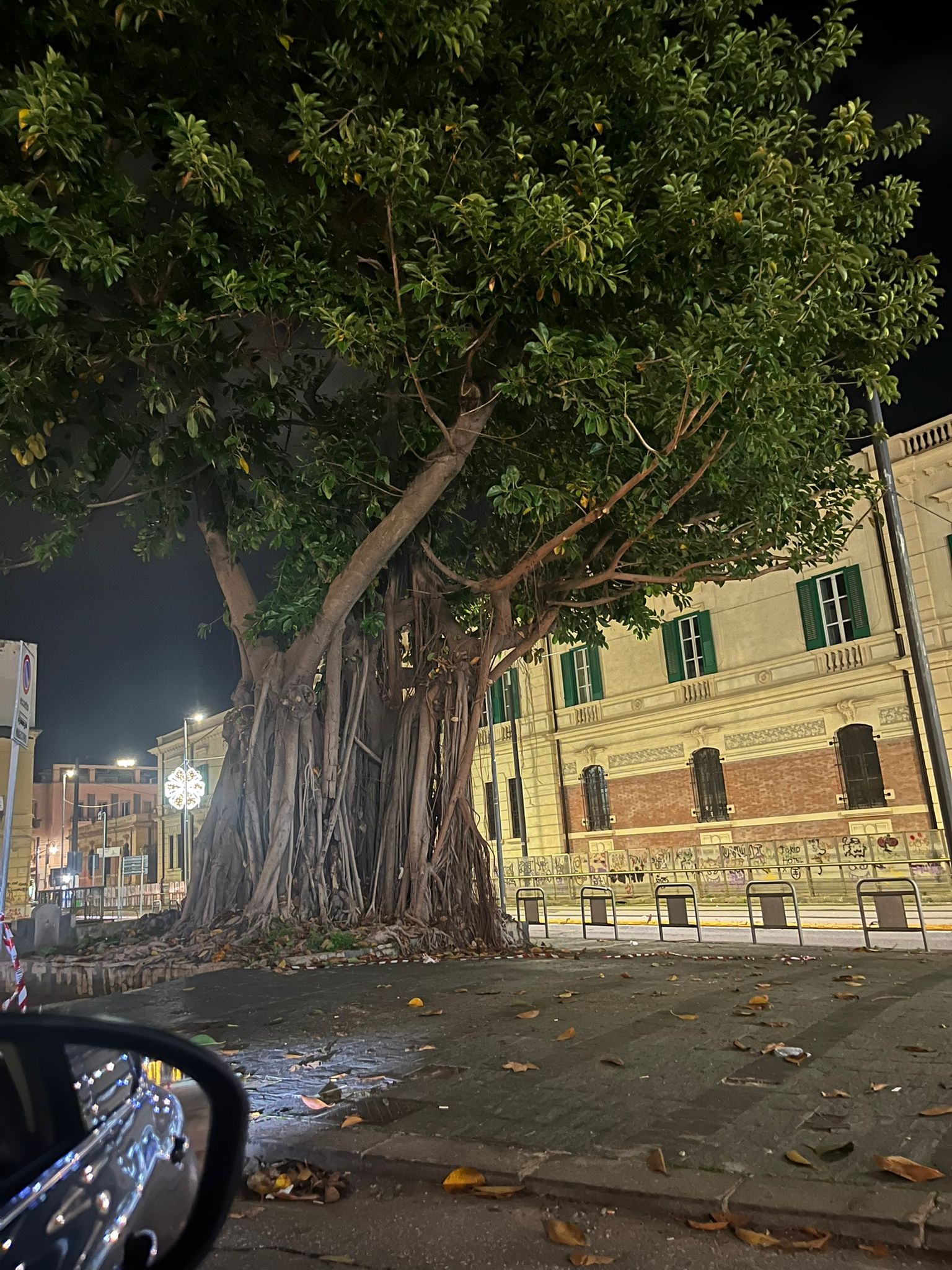 Piazza Cavallotti, schianto di albero: allarme di Coletta