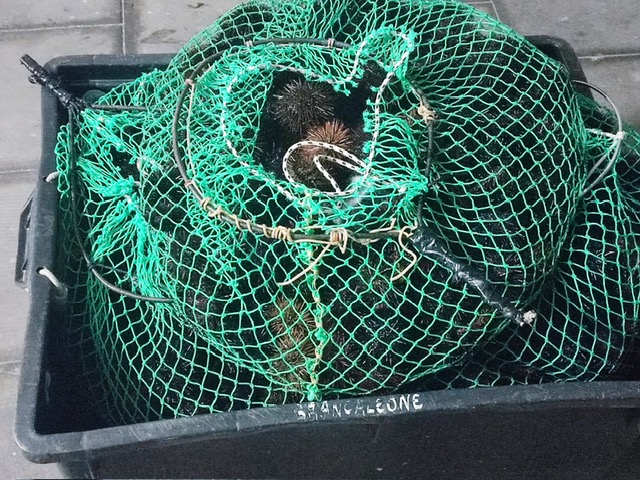 Capitaneria di Porto, sequestrati 200 kg di pesce