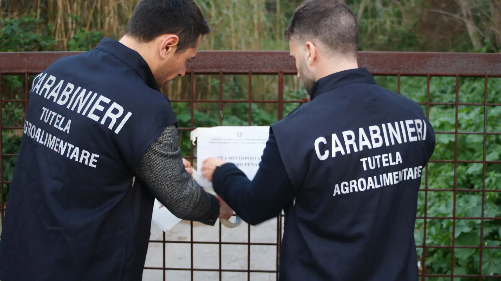 Truffa all’Agea per pascoli inesistenti, sequestro per 4 allevatori nel Messinese