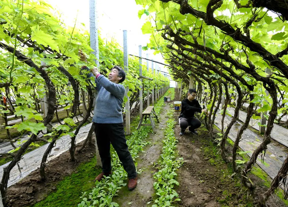 Cina, nuove misure per modernizzare la produzione agricola