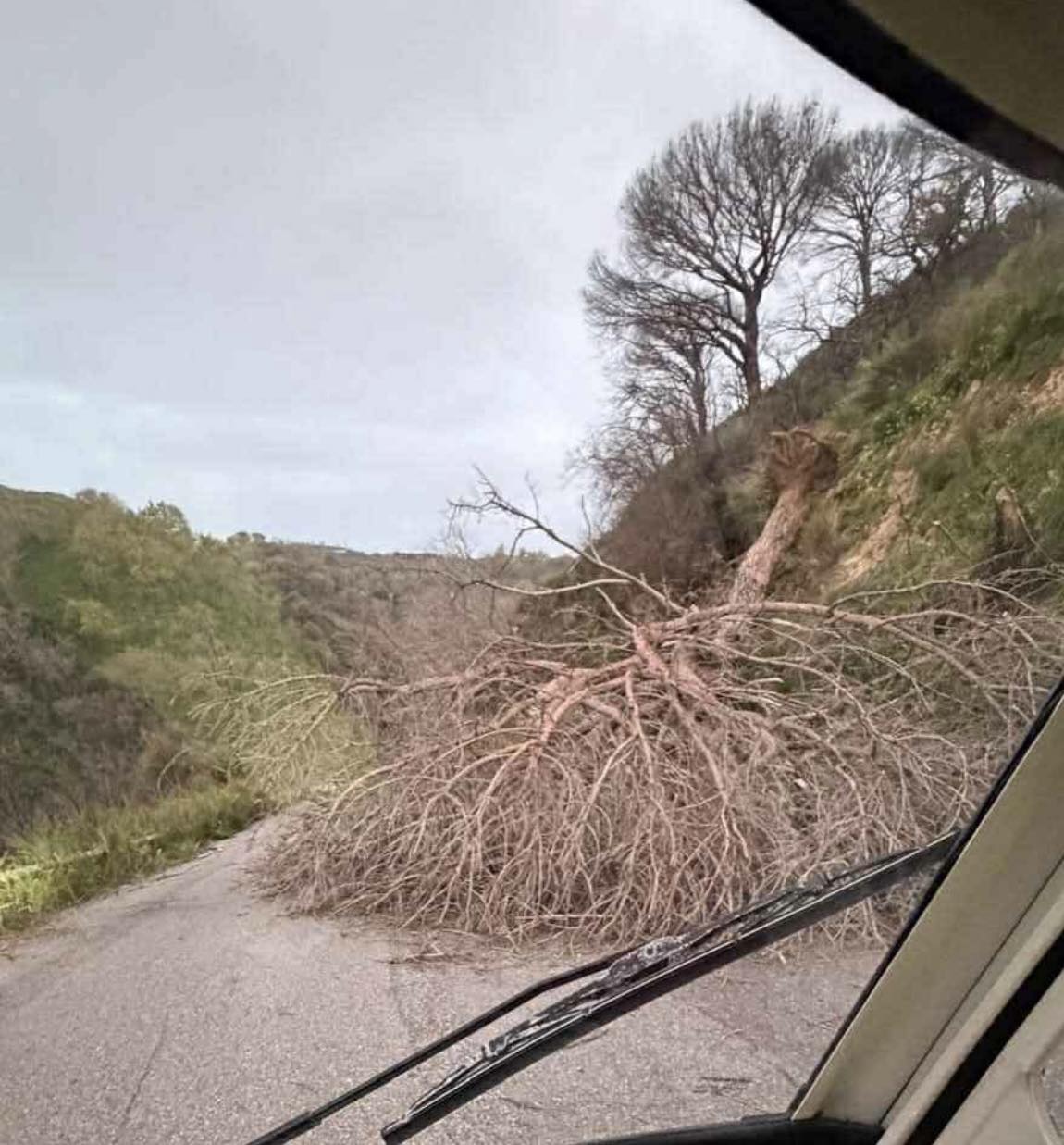 Le Masse, si schianta albero: pronto esposto alla Procura