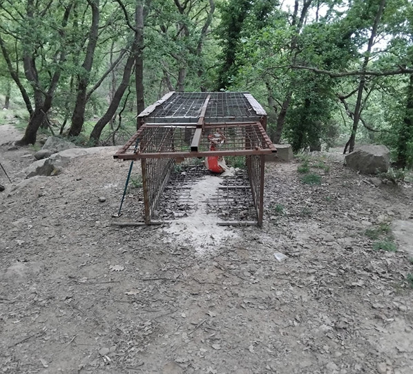 Bracconaggio, scoperta gabbia-trappola per cinghiali