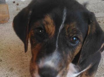 Cuccioli rapiti, poi ritrovati. AIDAA esulta