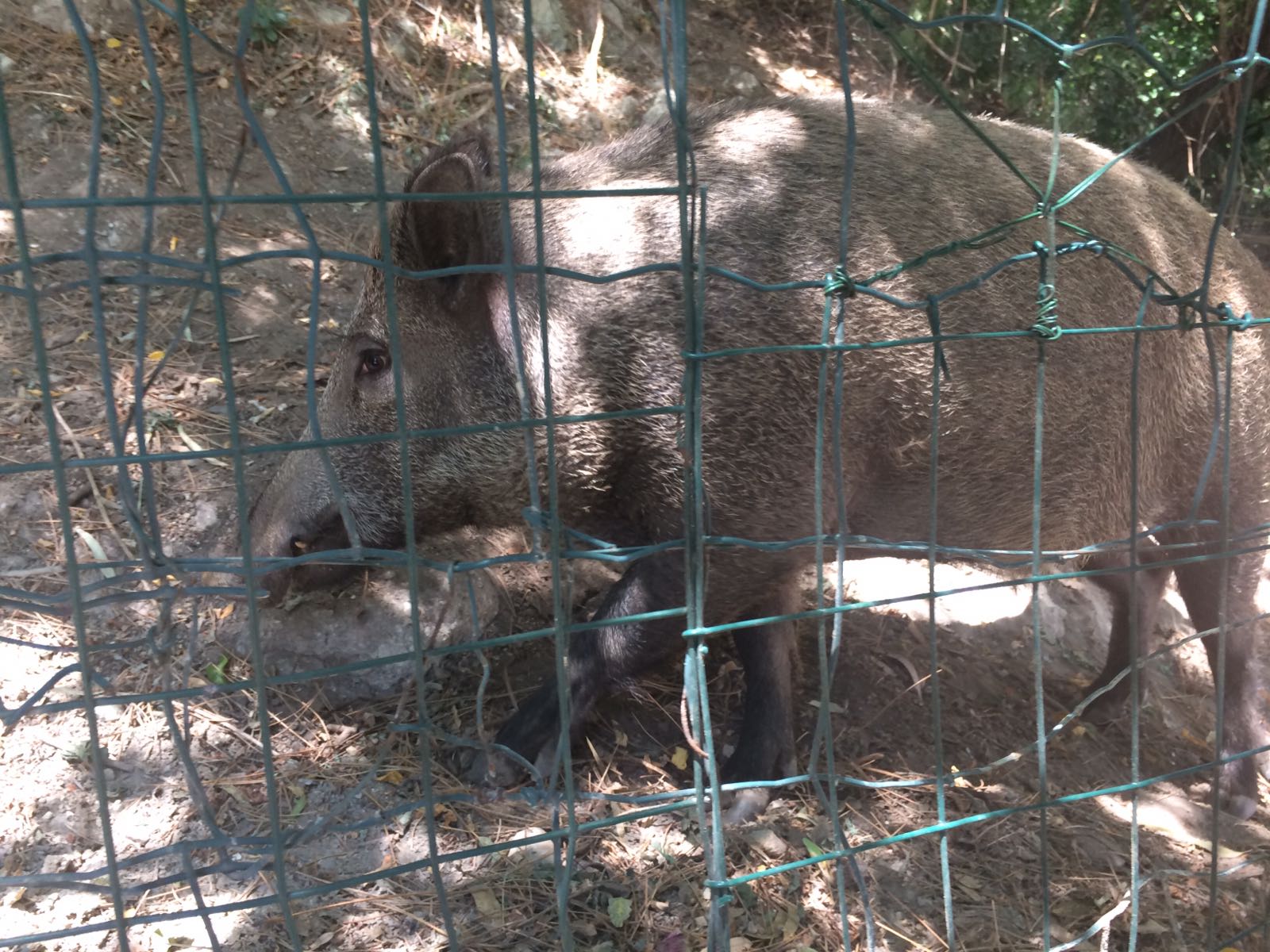 Dalle discariche abusive all'emergenza cinghiali, De Luca in visita all’Ispettorato Ripartimentale delle Foreste