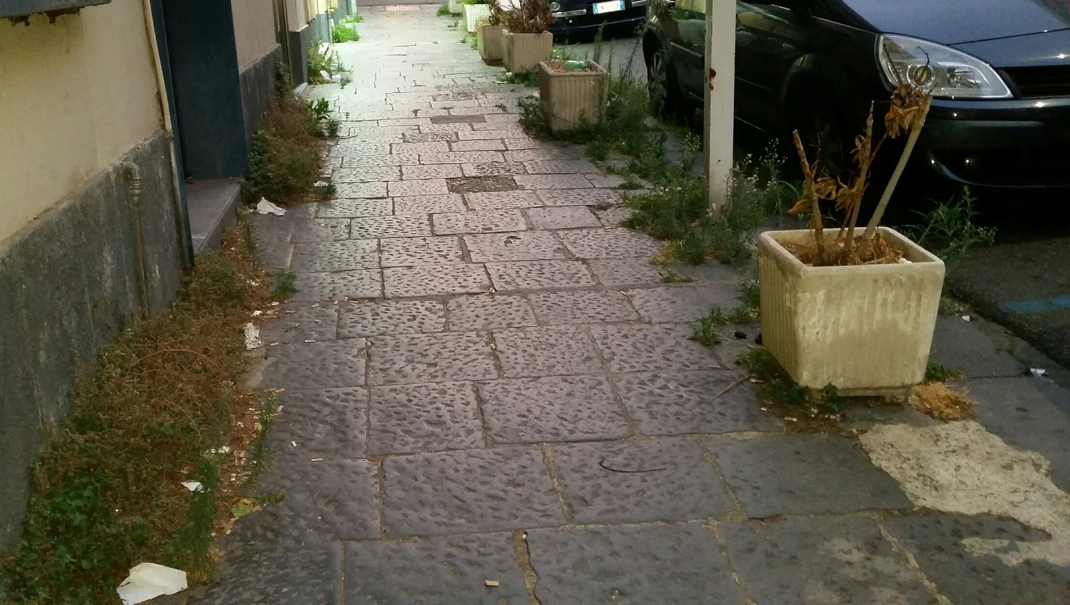 La giungla di via Ettore Lombardo Pellegrino, rovi e rifiuti in pieno centro