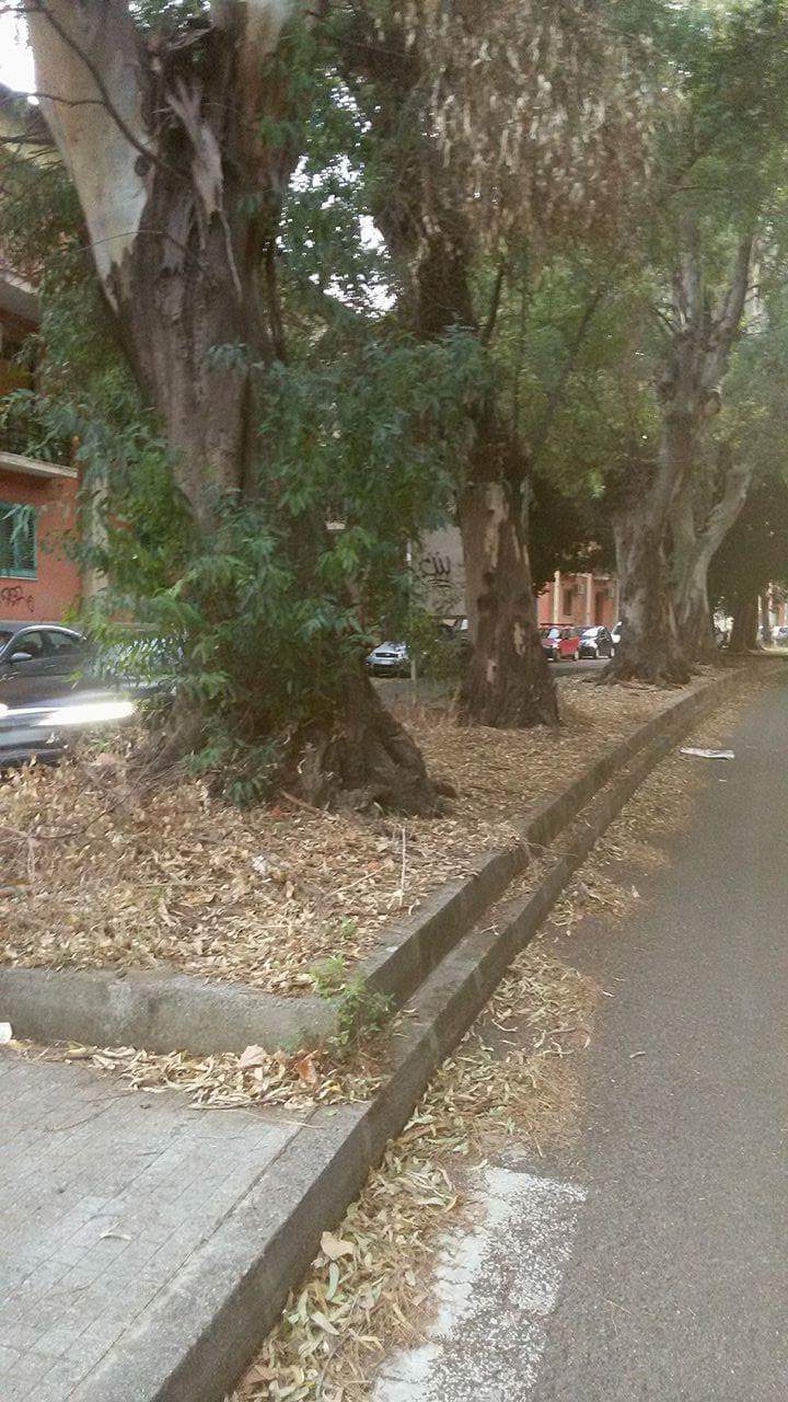 Vaccarino e Barresi: 'Degrado attorno Villa Dante, avvisati i dipartimenti competenti'