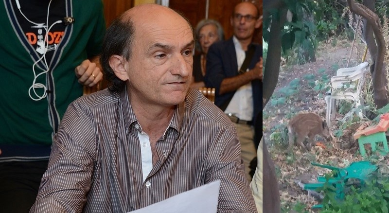 Panico cinghiali, Ialacqua: Legge Regione impone suo intervento e di ex Azienda Forestale