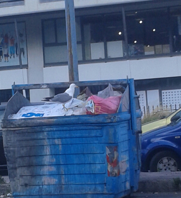 Messina sporca, ci pensano i gabbiani a "ripulirla"
