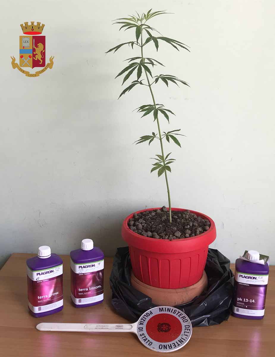 Si dà alla fuga e getta dal finestrino una pianta di marijuana. Uomo deferito in stato di libertà