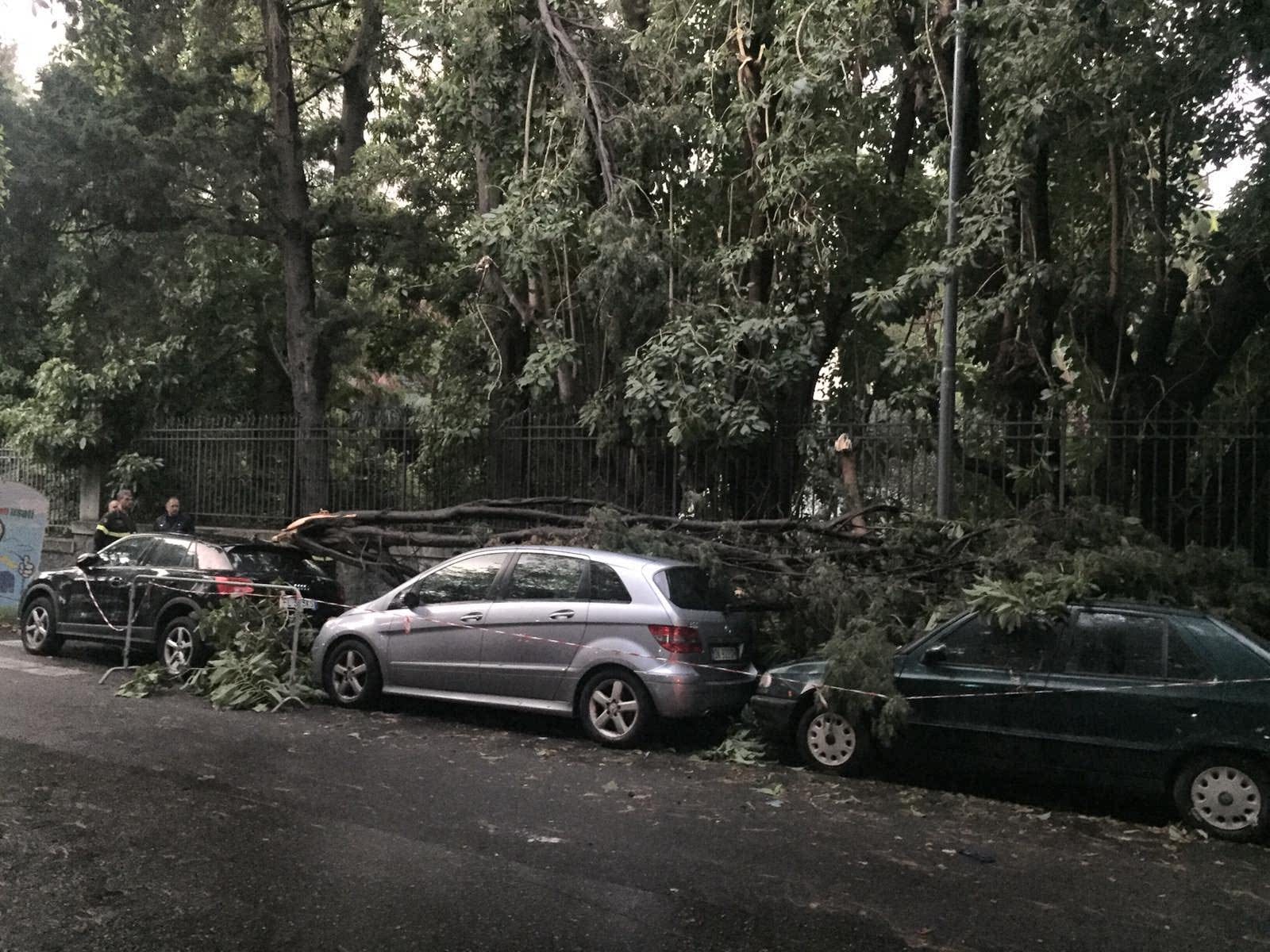 Viale Principe Umberto: albero "schiaccia" tre auto in sosta