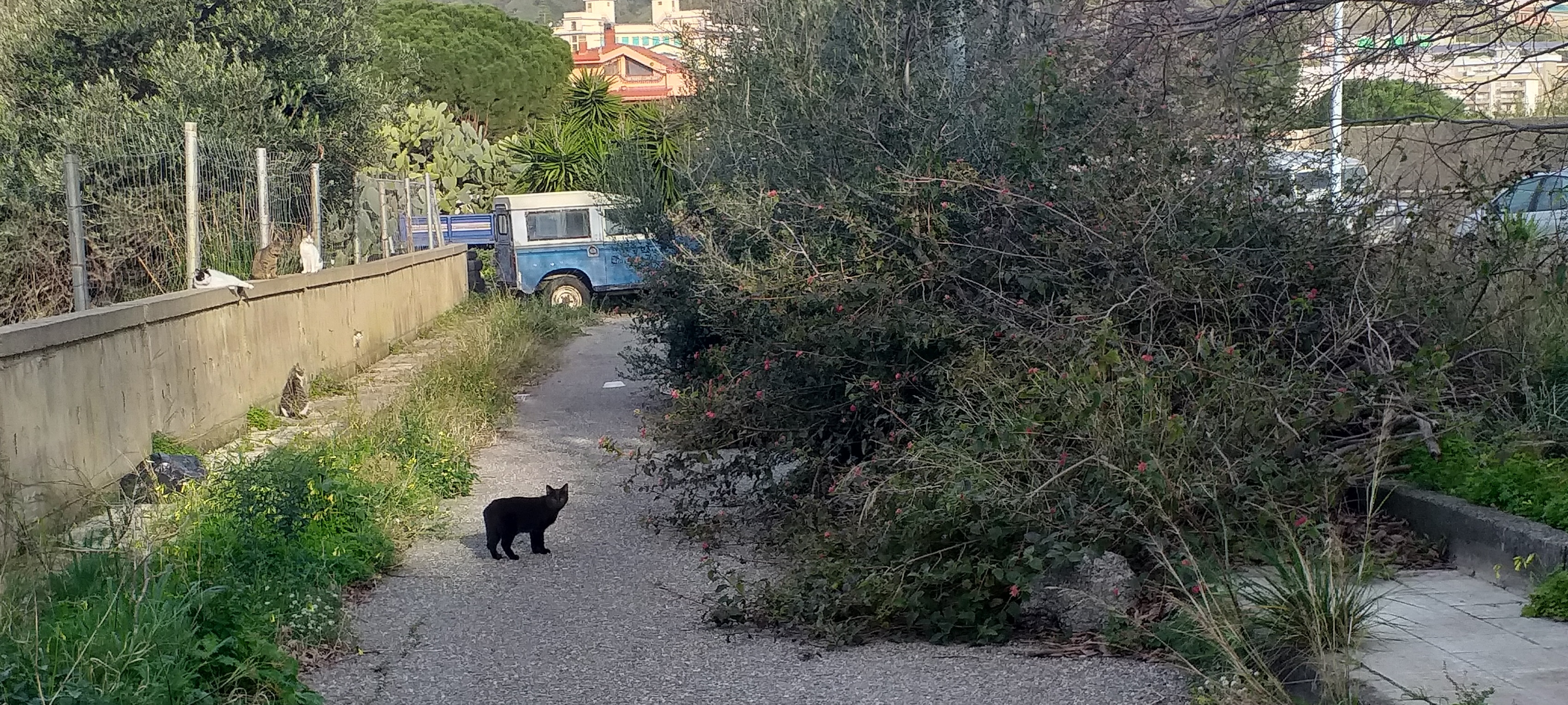 San Licandro, tra rifiuti ed erbacce: via Interdonato abbandonata a sé