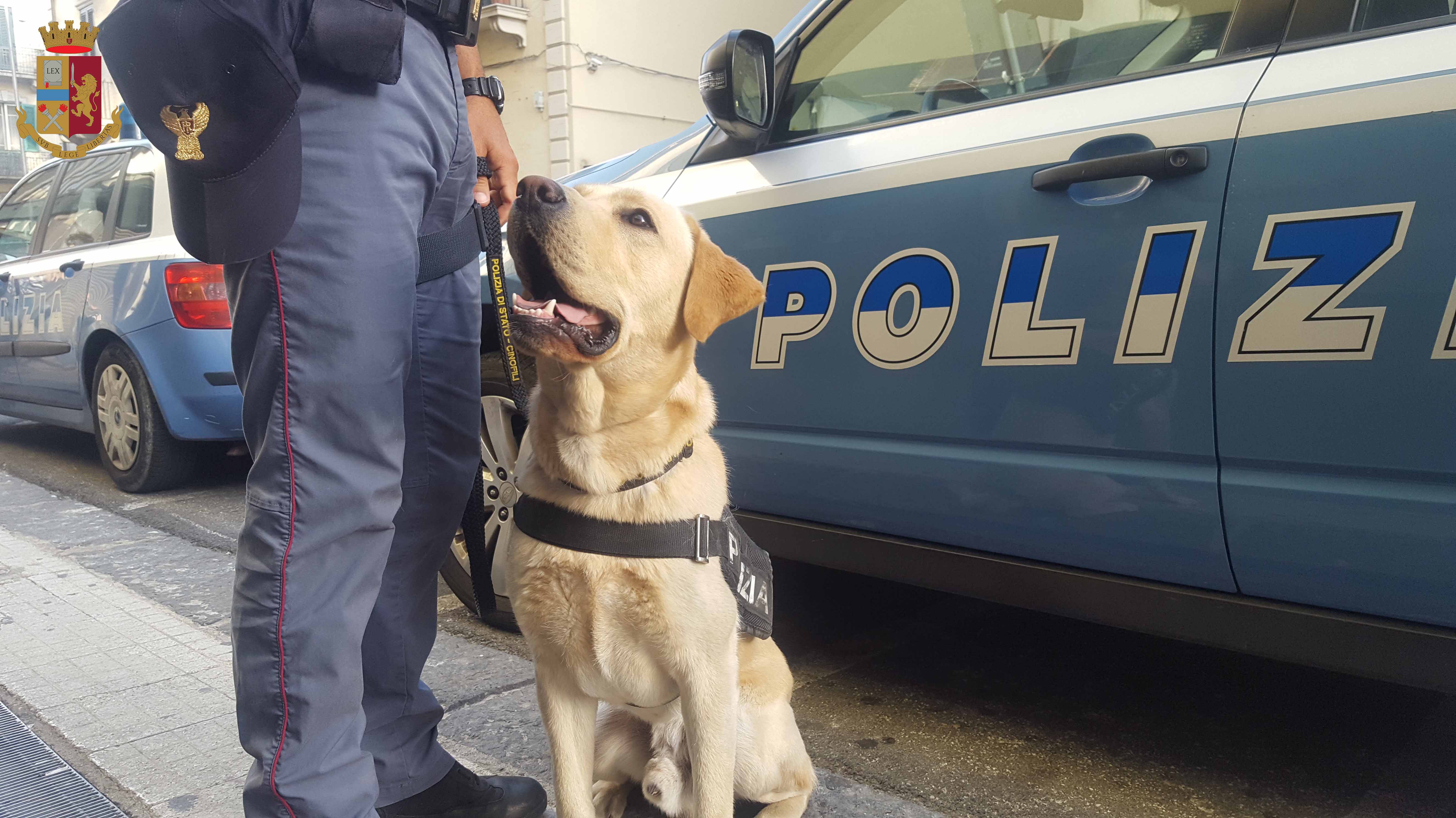 Scuole sicure, Polizia rinviene marijuana tra Capo d'Orlando e Patti